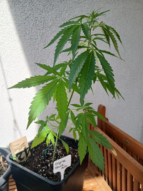 Original Skunk meets Auto. Week 5