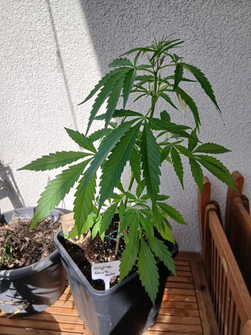 Original Skunk meets Auto. Week 5