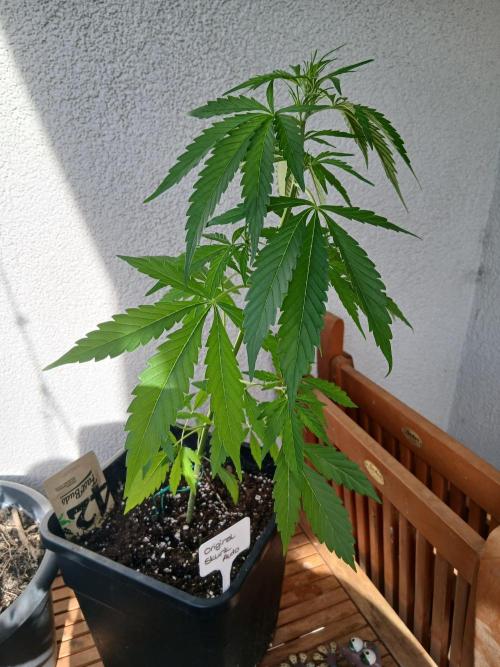 Original Skunk meets Auto. Week 5