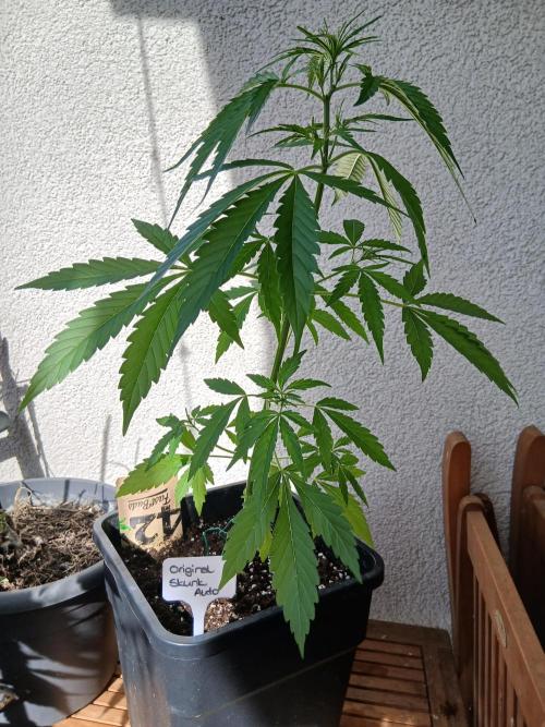 Original Skunk meets Auto. Week 5