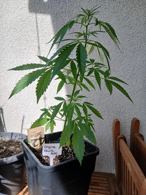 Original Skunk meets Auto. Week 5