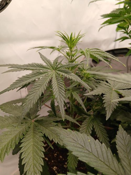 Ghost Train Og. Week 5