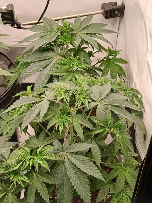 Super Sativa Seed Club Soil Version. Week 5