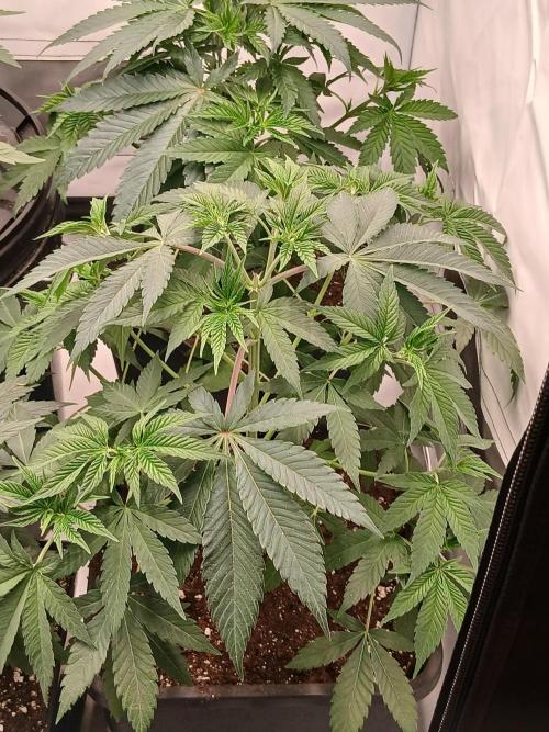 Super Sativa Seed Club Soil Version. Week 5