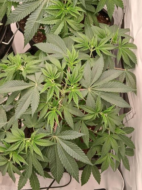 Super Sativa Seed Club Soil Version. Week 5