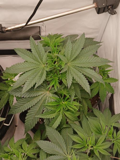 Super Sativa Seed Club Soil Version. Week 5