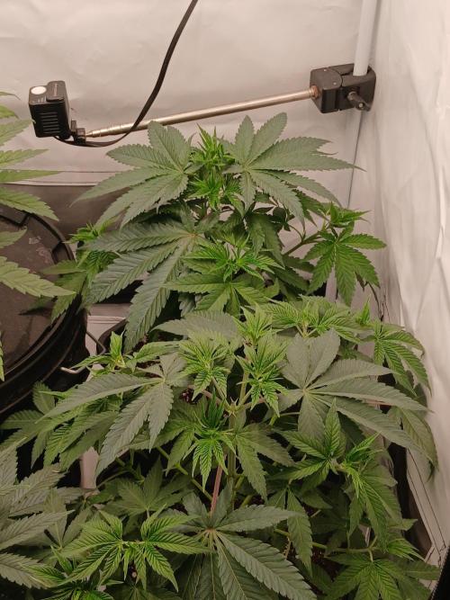 Super Sativa Seed Club Soil Version. Week 5