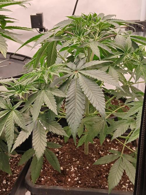 Super Sativa Seed Club Soil Version. Week 5