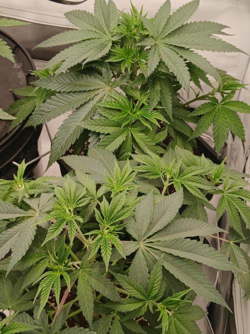 Super Sativa Seed Club Soil Version. Week 5
