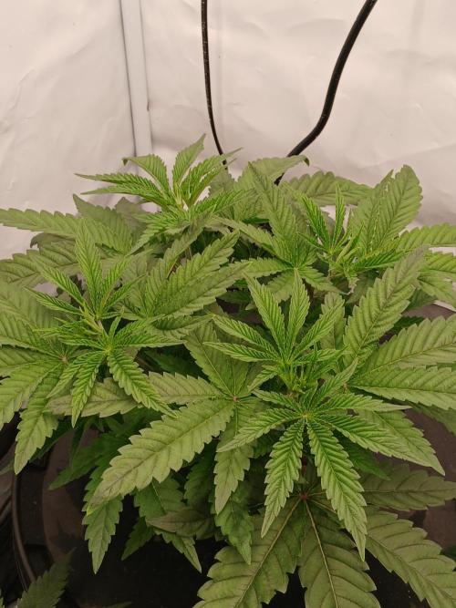 Super Sativa Seed Club DWC Version. Week 5