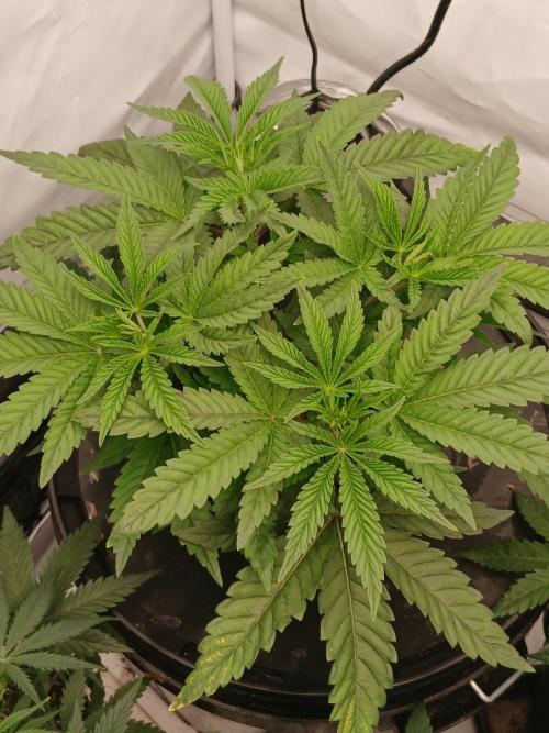 Super Sativa Seed Club DWC Version. Week 5
