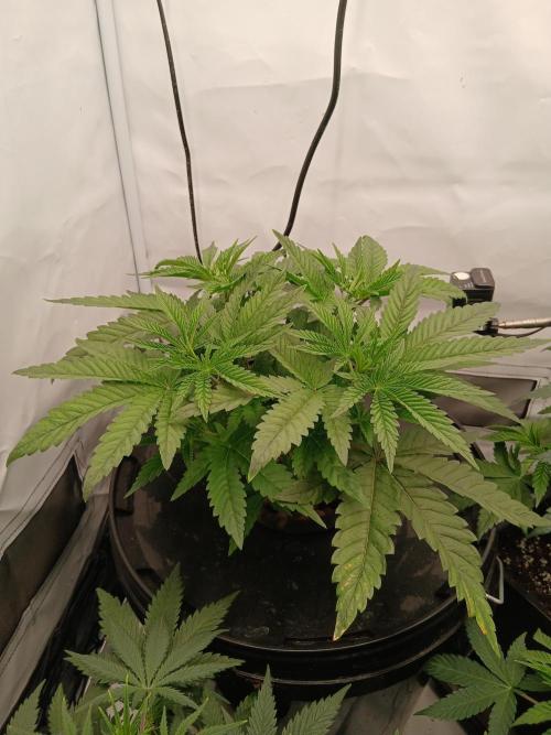Super Sativa Seed Club DWC Version. Week 5