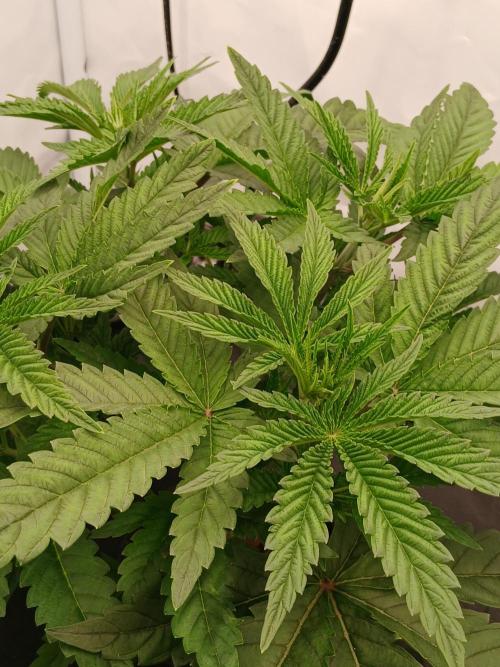 Super Sativa Seed Club DWC Version. Week 5
