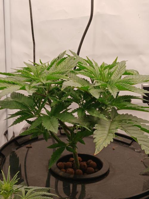Super Sativa Seed Club DWC Version. Week 5