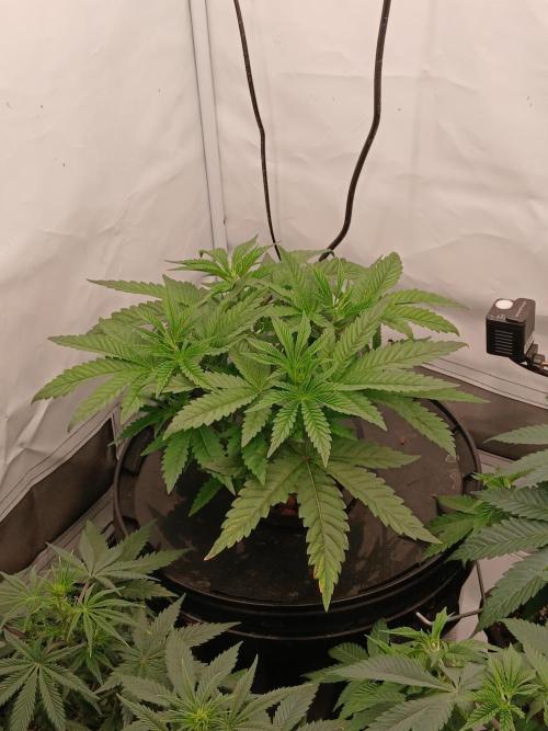 Super Sativa Seed Club DWC Version. Week 5