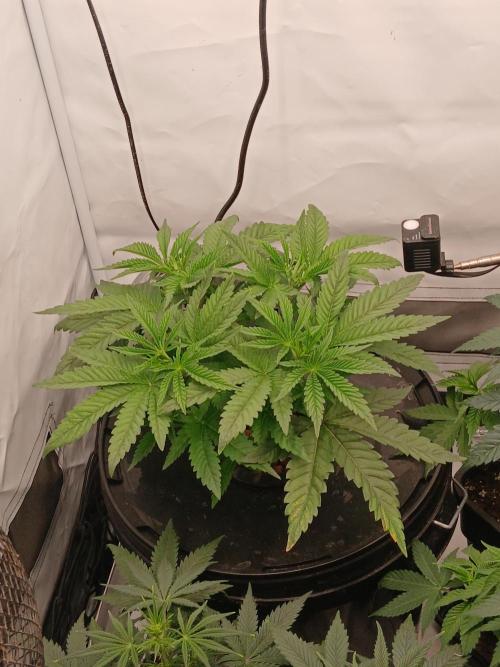 Super Sativa Seed Club DWC Version. Week 5