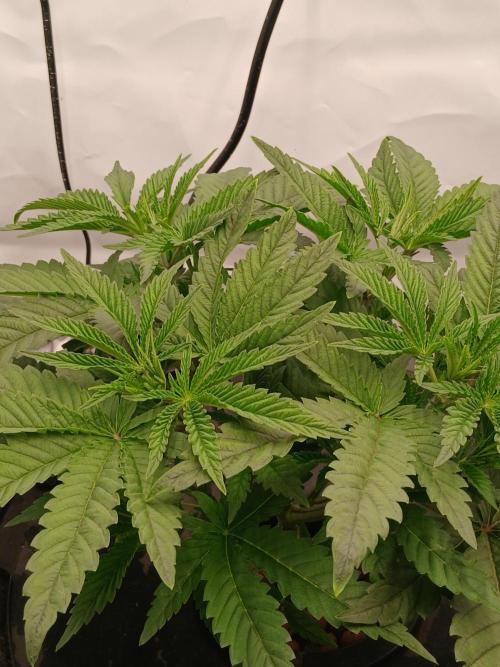 Super Sativa Seed Club DWC Version. Week 5