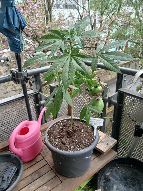 Super Sativa Seed Club Outdoor Version. Week 6