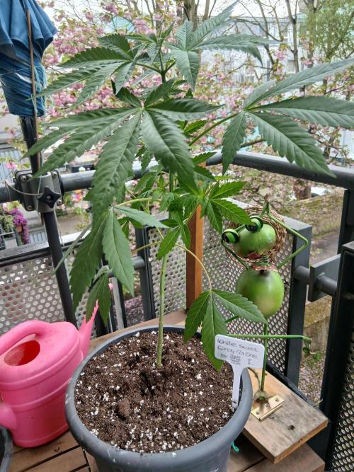 Super Sativa Seed Club Outdoor Version. Week 6
