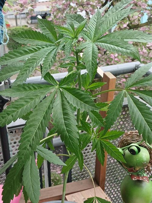 Super Sativa Seed Club Outdoor Version. Week 6