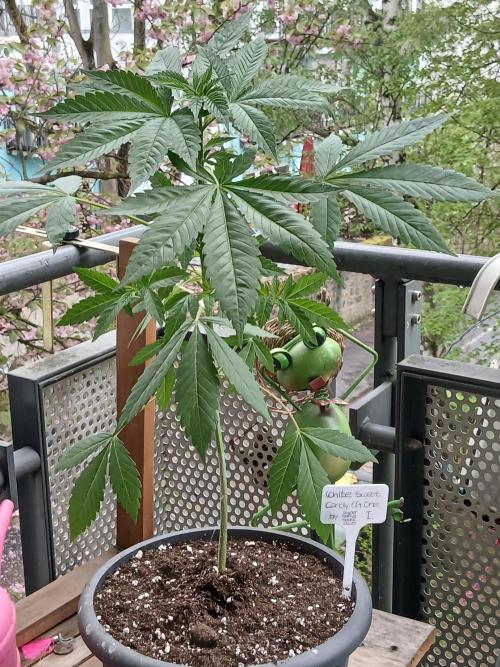 Super Sativa Seed Club Outdoor Version. Week 6