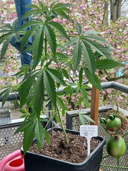 Super Sativa Seed Club Outdoor Version. Week 6