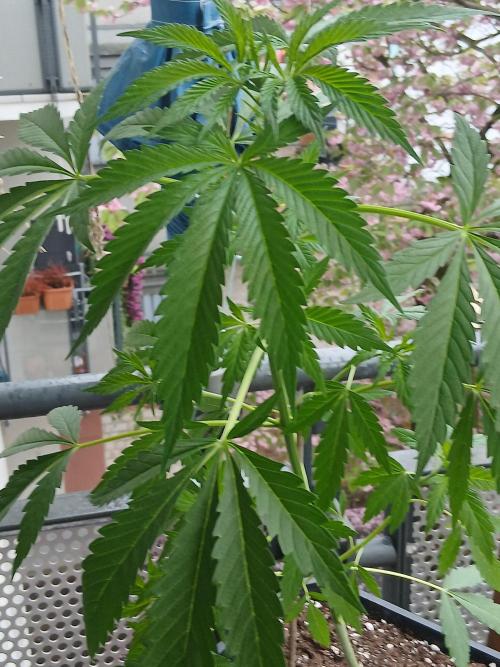 Super Sativa Seed Club Outdoor Version. Week 6