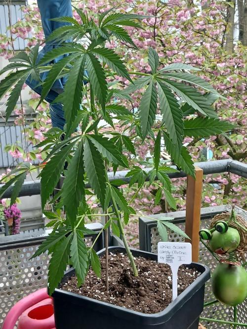 Super Sativa Seed Club Outdoor Version. Week 6