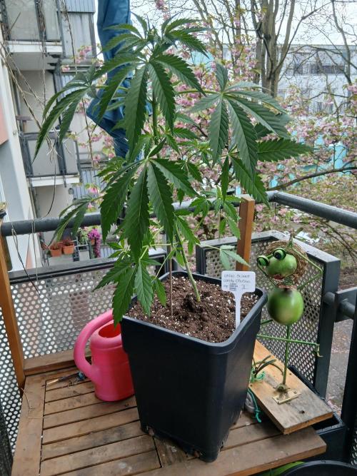 Super Sativa Seed Club Outdoor Version. Week 6