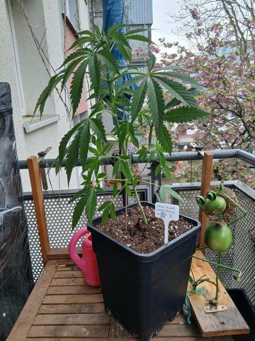 Super Sativa Seed Club Outdoor Version. Week 6