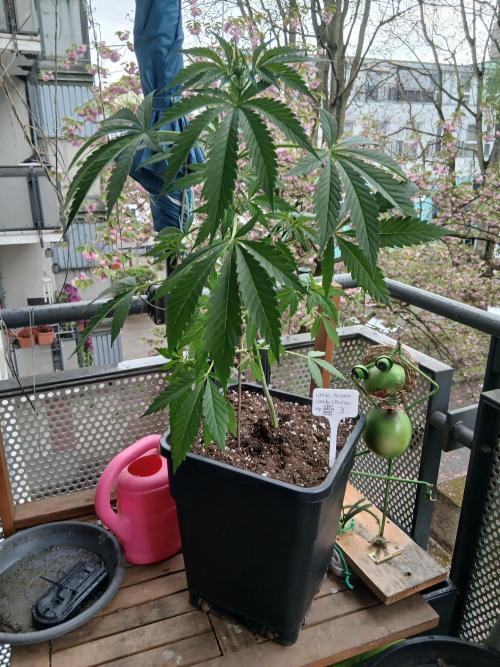 Super Sativa Seed Club Outdoor Version. Week 6
