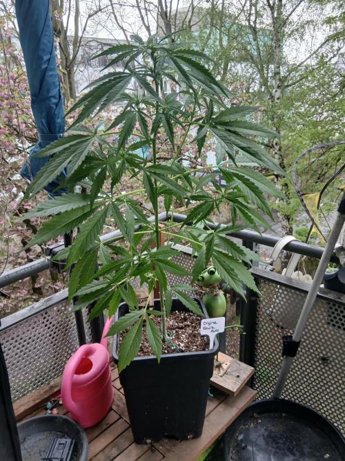 Original Skunk meets Auto. Week 6