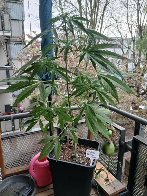 Original Skunk meets Auto. Week 6