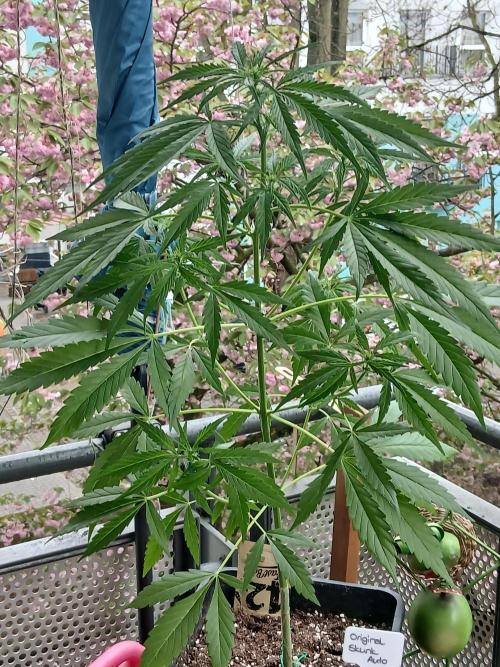 Original Skunk meets Auto. Week 6