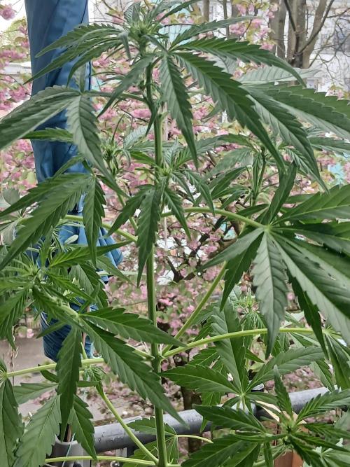 Original Skunk meets Auto. Week 6