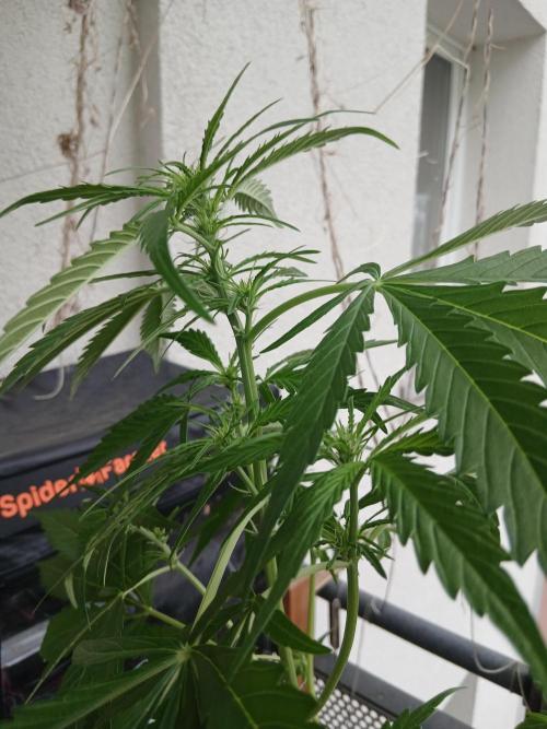 Original Skunk meets Auto. Week 6