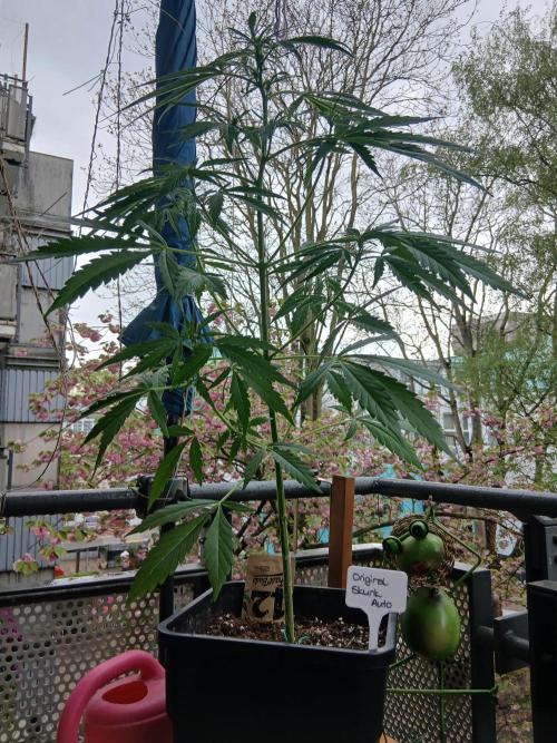Original Skunk meets Auto. Week 6