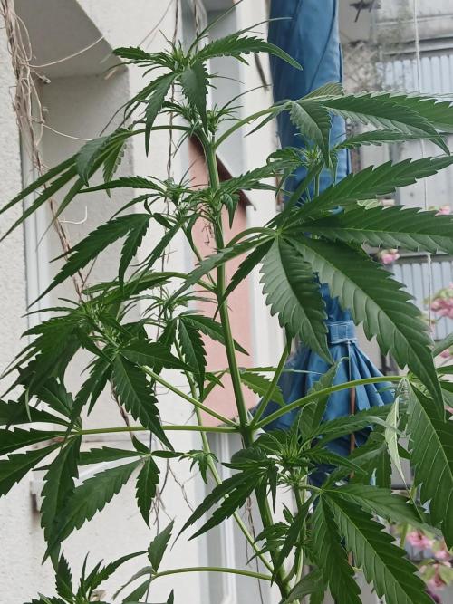 Original Skunk meets Auto. Week 6