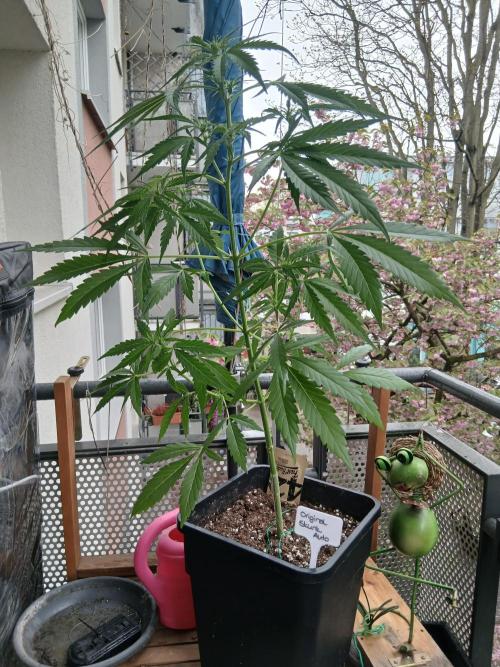 Original Skunk meets Auto. Week 6