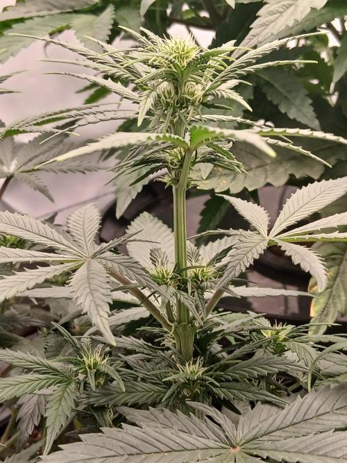 Ghost Train Indoor Ride. Week 6
