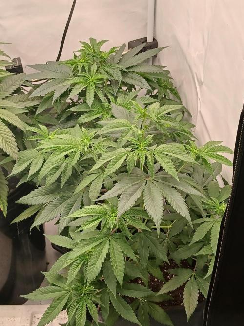 Super Sativa Seed Club Soil Version. Week 6