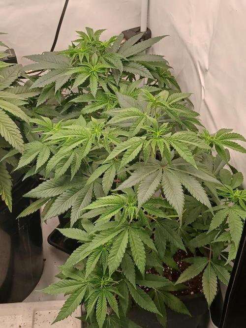 Super Sativa Seed Club Soil Version. Week 6