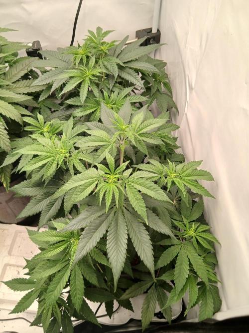 Super Sativa Seed Club Soil Version. Week 6