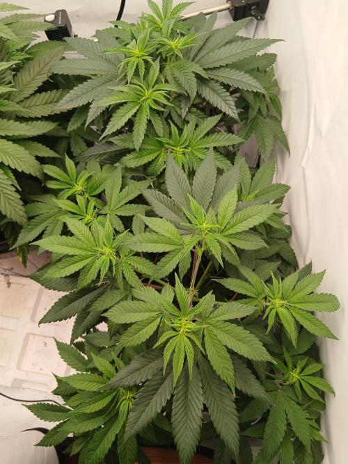 Super Sativa Seed Club Soil Version. Week 6