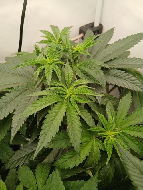 Super Sativa Seed Club Soil Version. Week 6