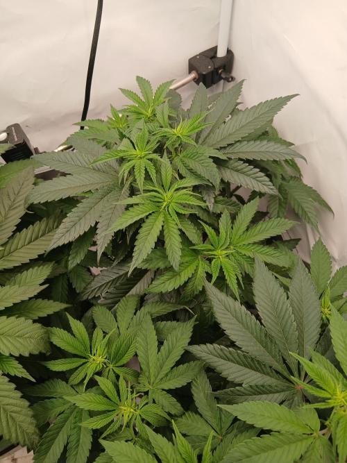 Super Sativa Seed Club Soil Version. Week 6