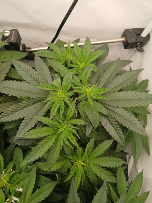 Super Sativa Seed Club Soil Version. Week 6