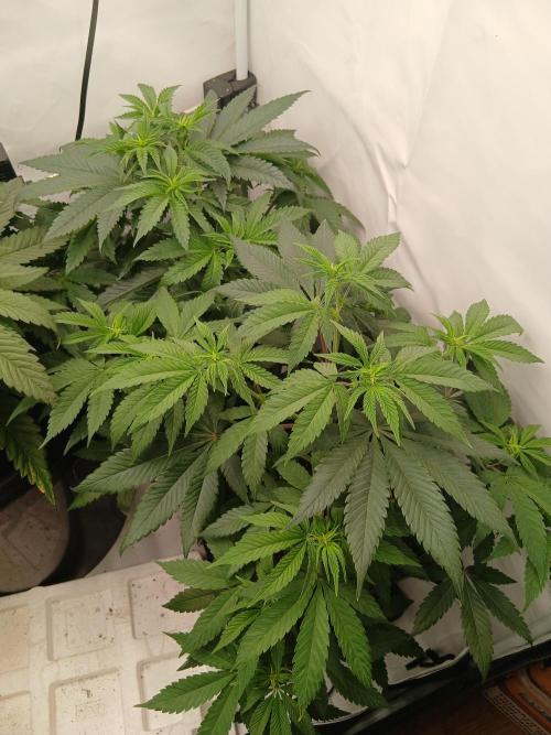 Super Sativa Seed Club Soil Version. Week 6