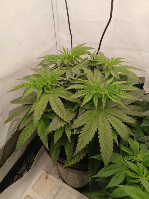Super Sativa Seed Club DWC Version. Week 6
