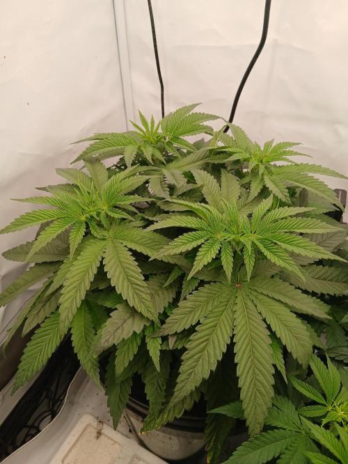 Super Sativa Seed Club DWC Version. Week 6